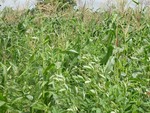 Towards a cropping system sustainability tool (CROSST) - Pilot results from evaluating green manure cover crops in Benin and Kenya.